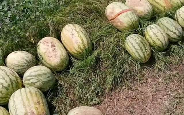 哄搶西瓜.jpg