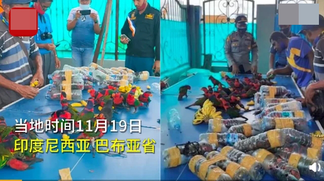74只珍稀鸚鵡被塞進塑料瓶走私1.jpg