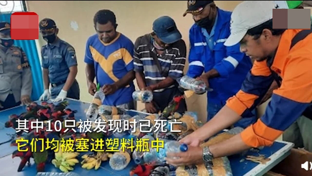 74只珍稀鸚鵡被塞進塑料瓶走私2.jpg