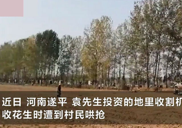 承包商收花生遭數(shù)百村民哄搶1.jpg