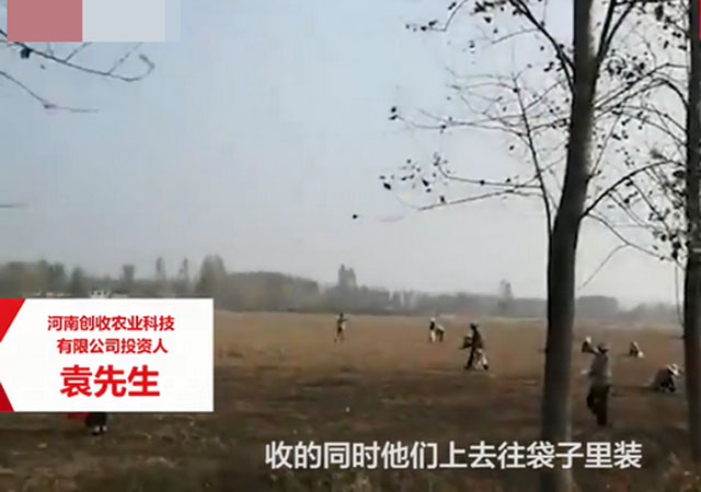 承包商收花生遭數(shù)百村民哄搶2.jpg