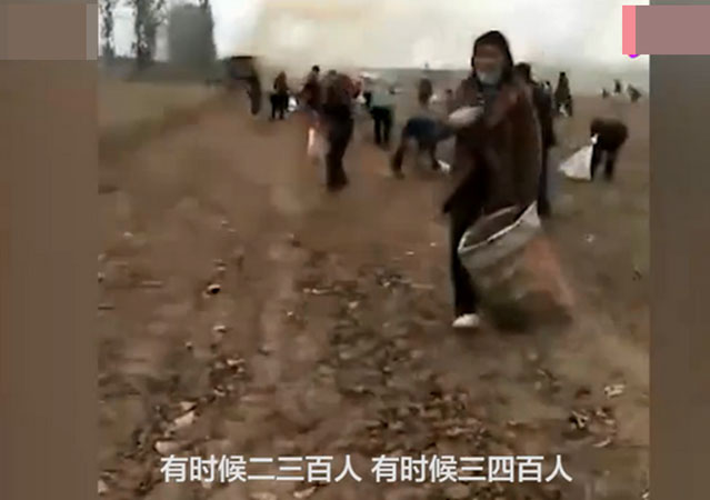 承包商收花生遭數(shù)百村民哄搶3.jpg