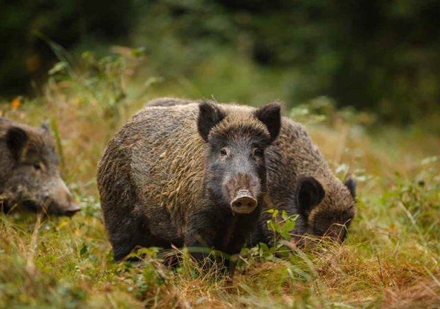 北京全面禁食野生動物1.jpg