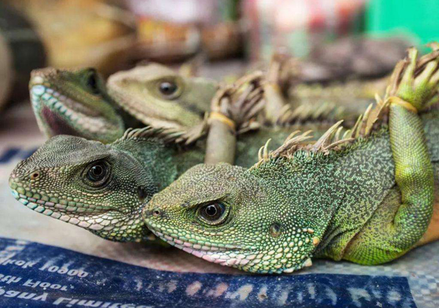 北京全面禁食野生動物2.jpg