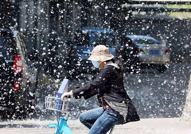 楊柳絮450.jpg