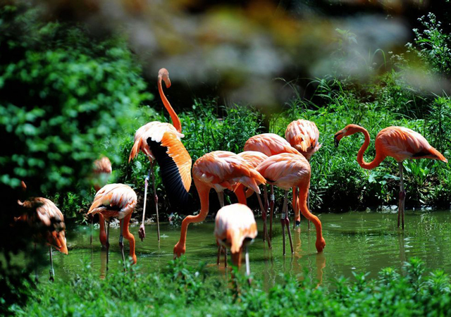 飼養(yǎng)野生動物1.jpg