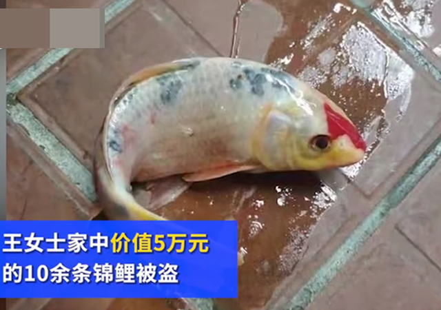 男子偷5萬(wàn)元錦鯉曬成小魚(yú)干1.jpg