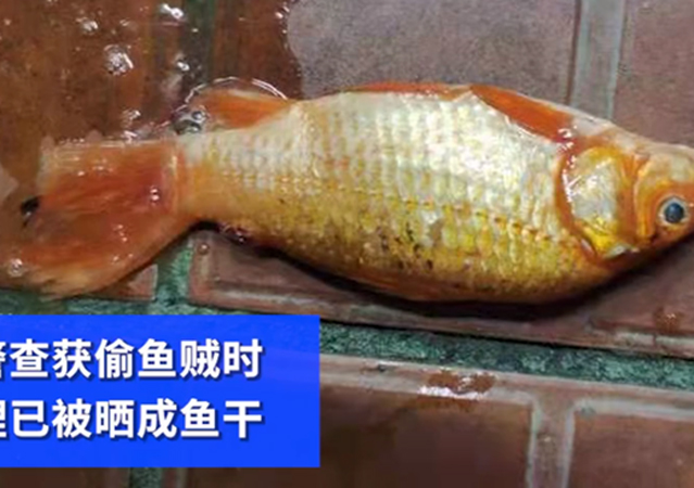 男子偷5萬(wàn)元錦鯉曬成小魚(yú)干2.jpg