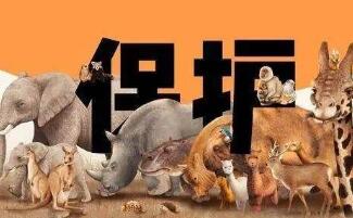 甲魚(yú)和烏龜是法律上的野生動(dòng)物嗎