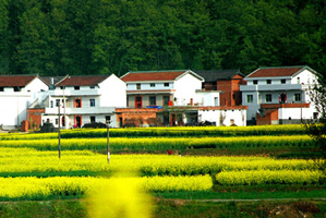 2020宅基地確權(quán)