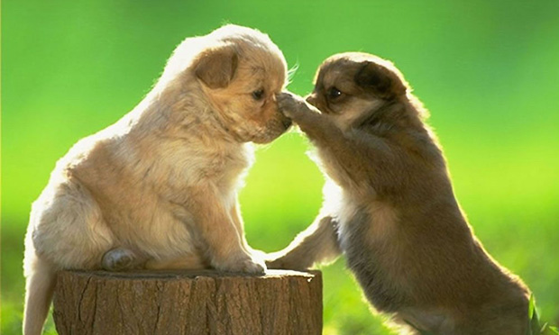重慶兩只惡犬傷人 誰(shuí)該為動(dòng)物咬傷他人事件買單