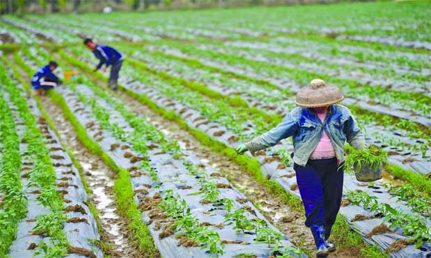國土部：“農(nóng)地”入市須征收增值收益調(diào)節(jié)金