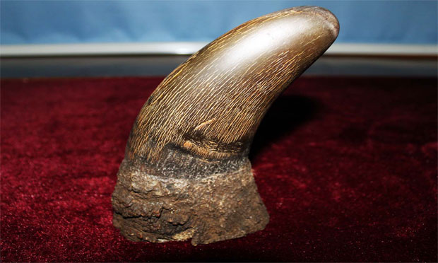 朋友圈亂賣珍稀野生動物工藝制品,，獲刑10年合理嗎,？