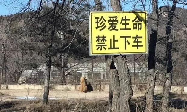 八達(dá)嶺遇虎襲游客委托六律師交涉協(xié)商 提多點(diǎn)質(zhì)疑
