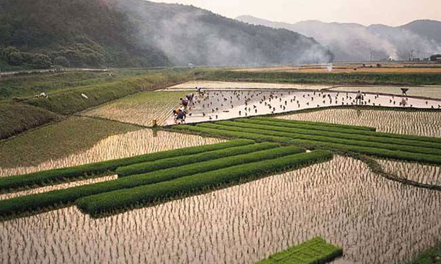 金融業(yè)布局土地流轉全面提速 專家建議加快法律修訂